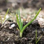 knoflook-gekiemd-in-de-herfst-geen-paniek-de-juiste.webp.webp